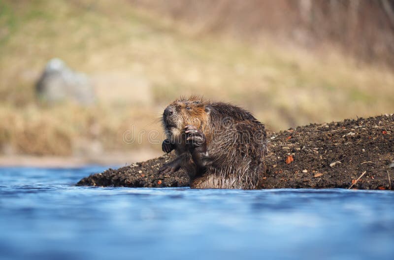 Shaky Beavers