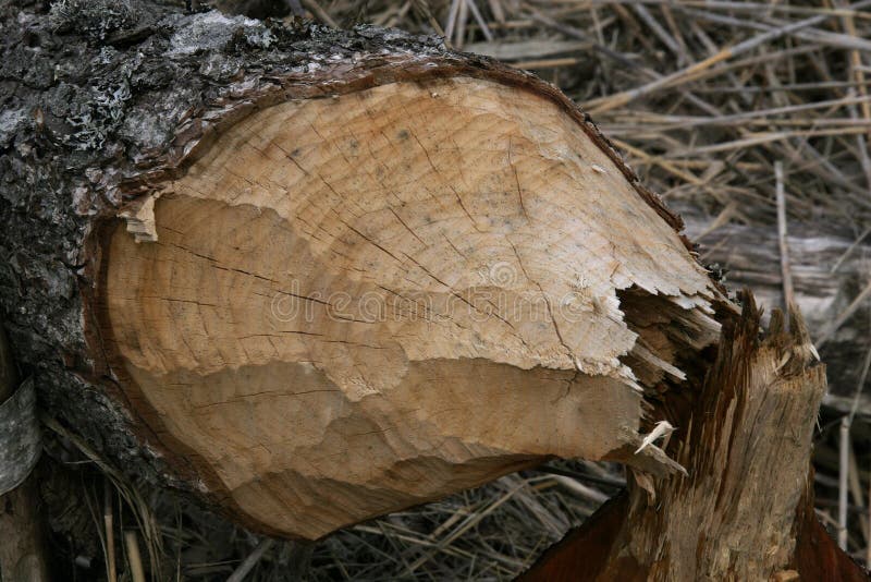 Beaver's tooth marks on the tree it cut. royalty free stock photography
