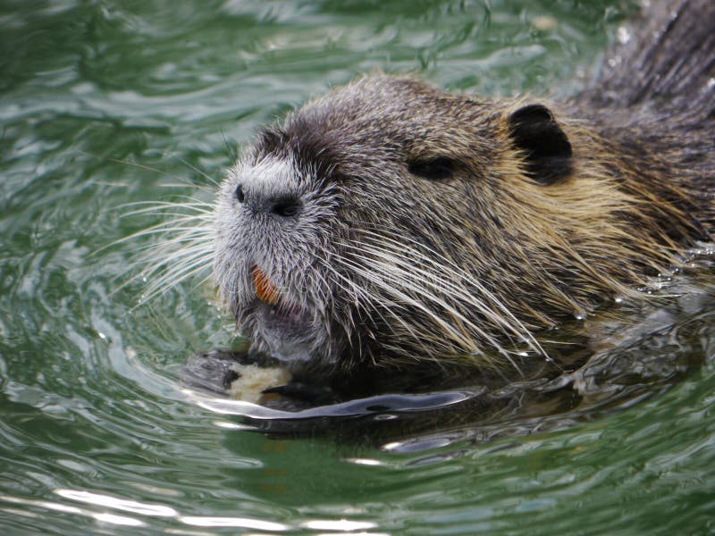 Beaver swimming lake stock image. Image of water, idyllic 76294599