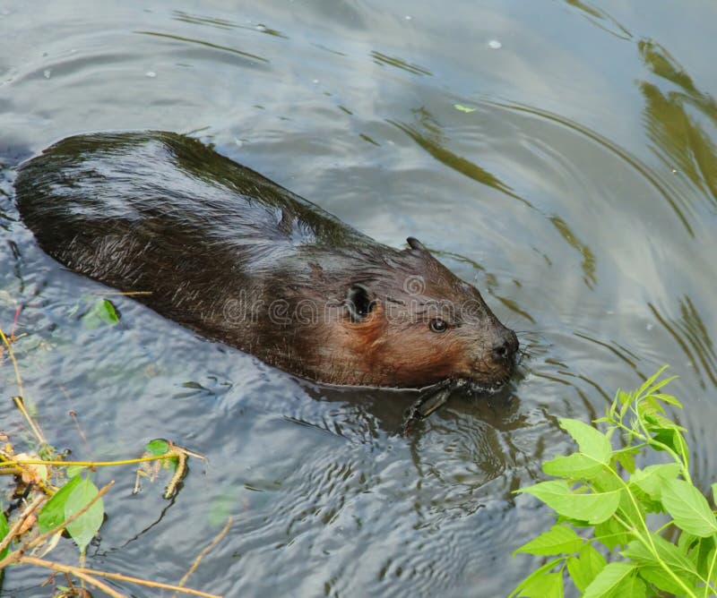 Beaver Swimming In Water Stock Photos Image 9693263