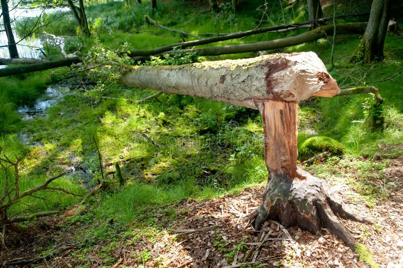 Beaver tracks stock photo. Image of chip, landscape, shavings - 26970442