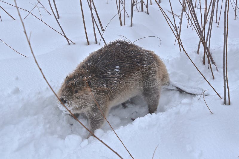 Beaver Walking a Path in the Deep Snow Stock Photo Image of beautiful