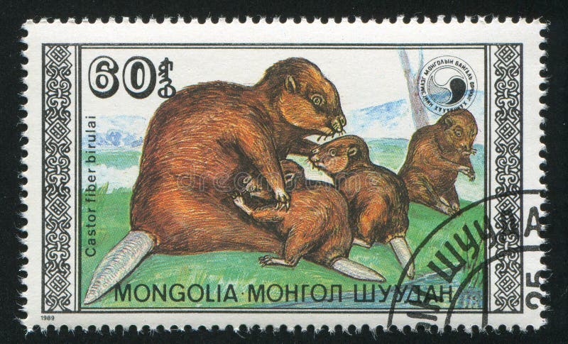 MONGOLIA - CIRCA 1989: stamp printed by Mongolia, shows Beavers with calf, circa 1989. Kid calf stock images, royalty-free photos and pictures
