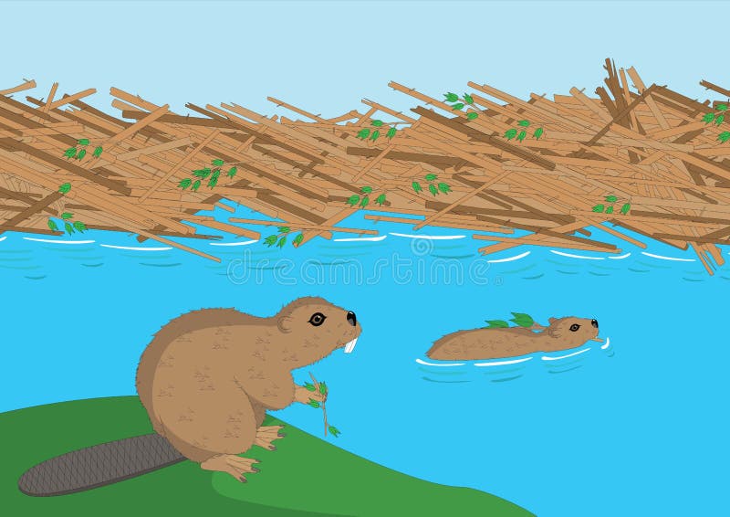 Beavers working together building a dam vector illustration stock illustrat...