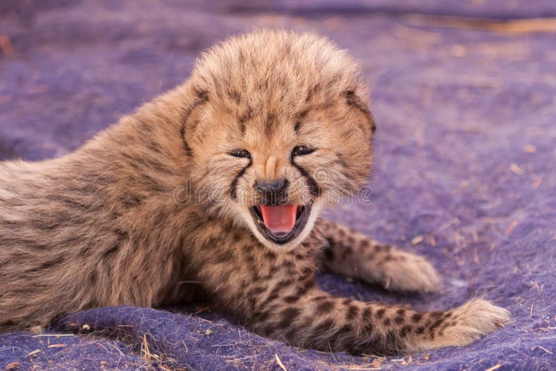 Bebe Chita Cub De Tres Semanas De Edad Llamando A Su Madre En El Sur De Africa Foto De Archivo Imagen De Guepardo Puntos Bebe Chita Cub De Tres Semanas De Edad Llamando A Su Madre En El Sur De Africa Foto De Archivo Imagen De Guepardo Puntos