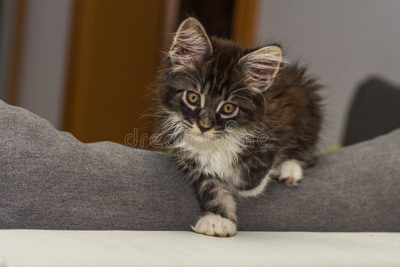 Bebe Maine Coon Cat Se Pepita En Un Sofa Blanco Gris Foto De Archivo Imagen De Gatito Blanco Bebe Maine Coon Cat Se Pepita En Un Sofa Blanco Gris Foto De Archivo Imagen De Gatito Blanco