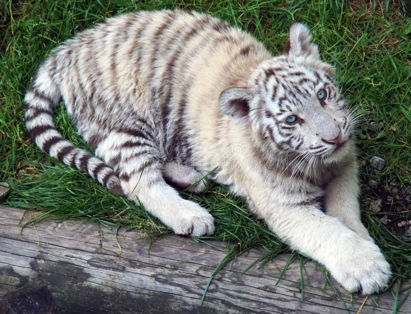 278 Tigre Blanco Del Bebe En Ojos Azules Fotos Libres De Derechos Y Gratuitas De Dreamstime 278 Tigre Blanco Del Bebe En Ojos Azules Fotos Libres De Derechos Y Gratuitas De Dreamstime