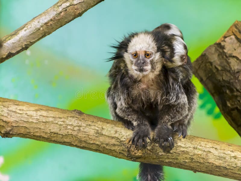 Bebê Branco-dirigido Do Sagui Foto de Stock - Imagem de macaco