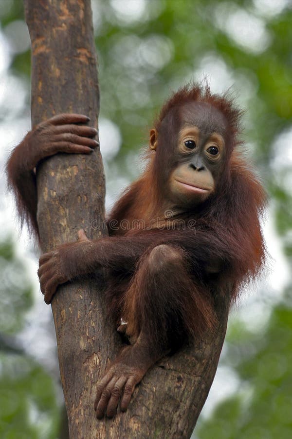 Retrato Fofo Do Macaco Bebê Foto de Stock - Imagem de naturalizado,  aventura: 187888230