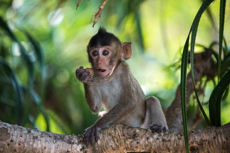 Macacos engraçados em uma árvore