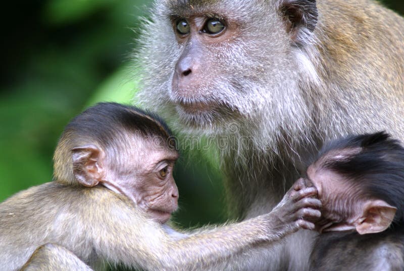 Macacos engraçados imagem de stock. Imagem de quente - 69068295