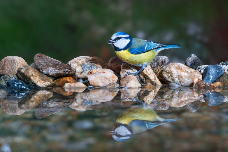 A blue tit (Cyanistes caeruleus) at a birdbath drinking water and its reflection. A blue tit (Cyanistes caeruleus) at a birdbath drinking water and its reflection