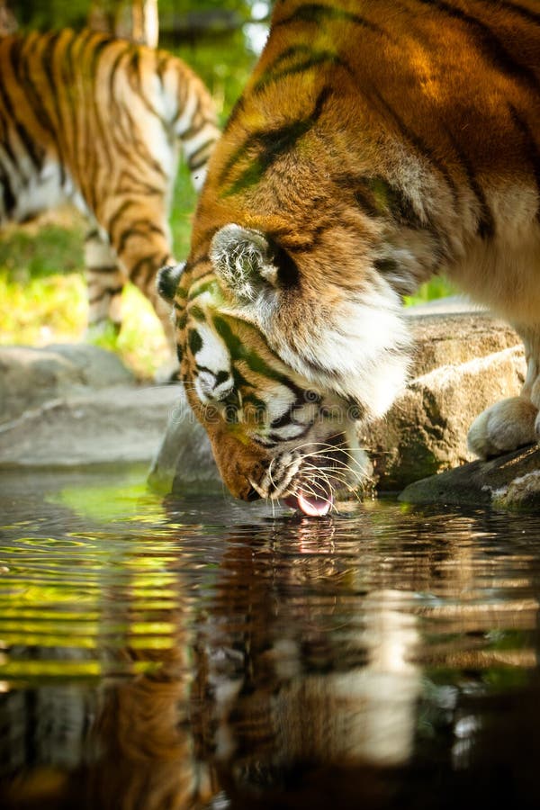 Jogo do tigre imagem de stock. Imagem de respingo, lago - 26669937