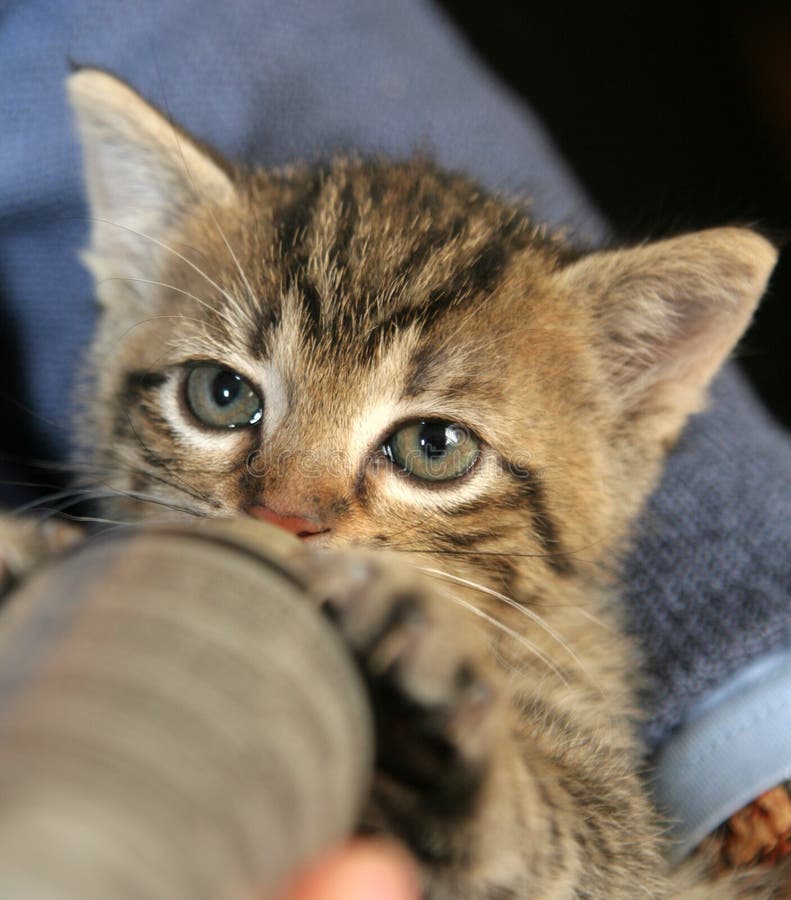 Beber pequeno do gatinho imagens de stock Beber pequeno do gatinho imagens de stock