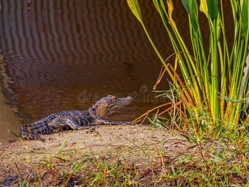 Bebisamerikan-alligator-bad i solen arkivbild