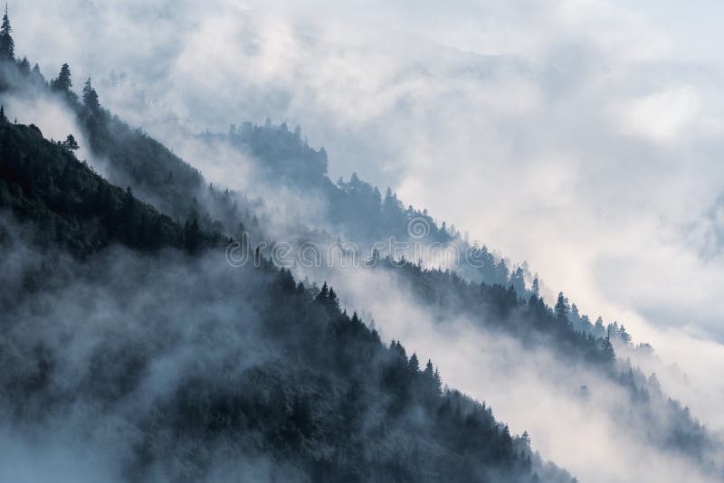 Beboste berghelling in lage het liggen valleimist met silhouetten van altijdgroene die naaldbomen in mist worden gehuld stock fotografie Beboste berghelling in lage het liggen valleimist met silhouetten van altijdgroene die naaldbomen in mist worden gehuld stock fotografie