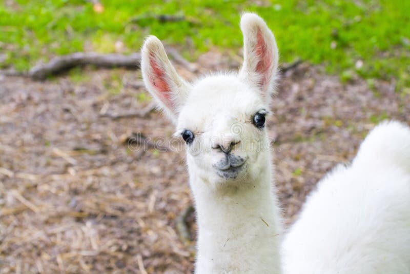 Llama Blanca Animal Del Bebé Fotos de stock Fotos libres de regalías