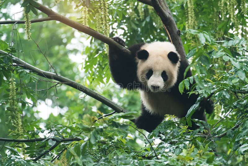 Bebé de la panda gigante sobre el árbol foto de archivo Bebé de la panda gigante sobre el árbol foto de archivo