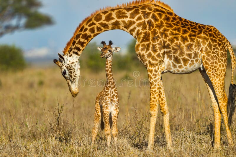 Bebé de protección de la jirafa del Masai de la madre