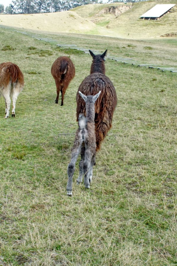 Bebé y madre de la llama en Cochasqui imagen de archivo libre de regalías Bebé y madre de la llama en Cochasqui imagen de archivo libre de regalías