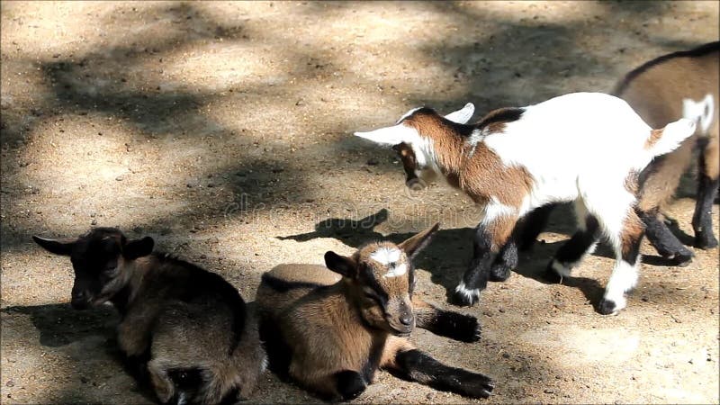Bebés blancos de las cabras de Brown almacen de video