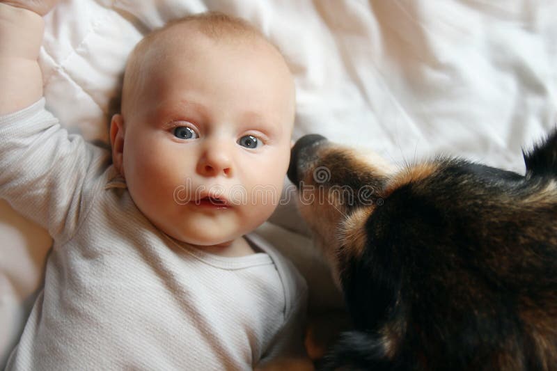 Bebê de Dog Kissing Newborn do pastor alemão do animal de estimação imagens de stock Bebê de Dog Kissing Newborn do pastor alemão do animal de estimação imagens de stock
