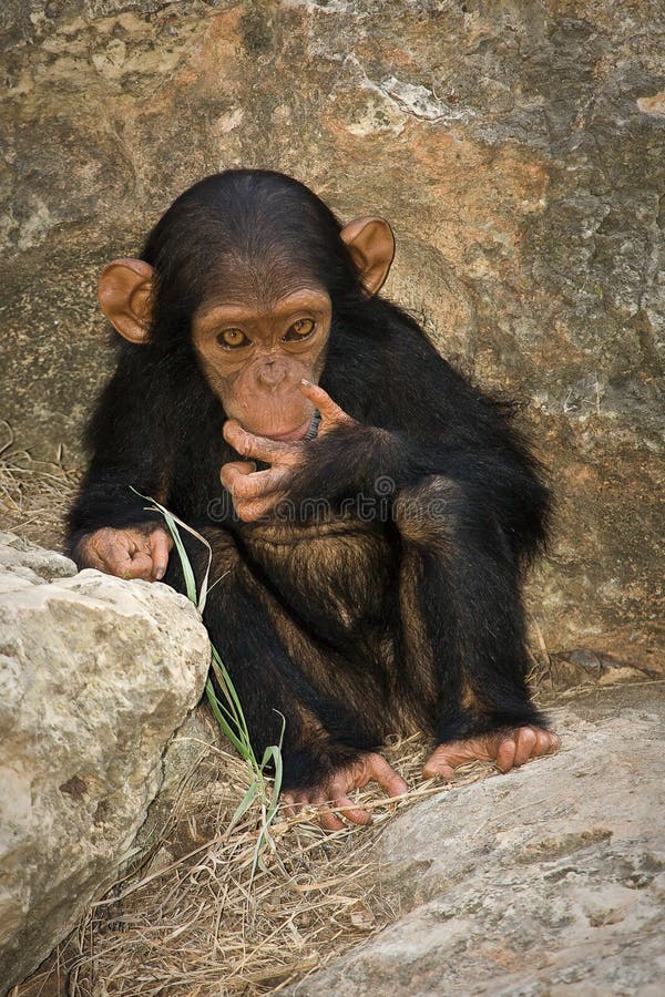 Bebê do chimpanzé imagem de stock Bebê do chimpanzé imagem de stock