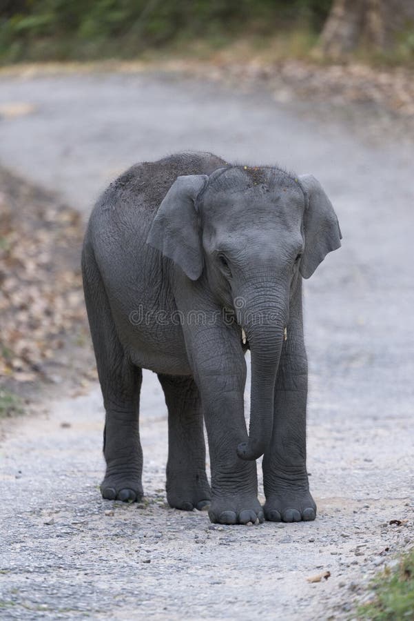 Bebê do elefante que joga na estrada principal no dhikala fotografia de stock royalty free Bebê do elefante que joga na estrada principal no dhikala fotografia de stock royalty free