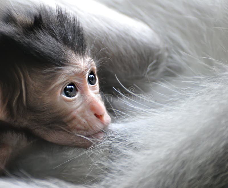 Bebê do macaco de Macaque de Barbary