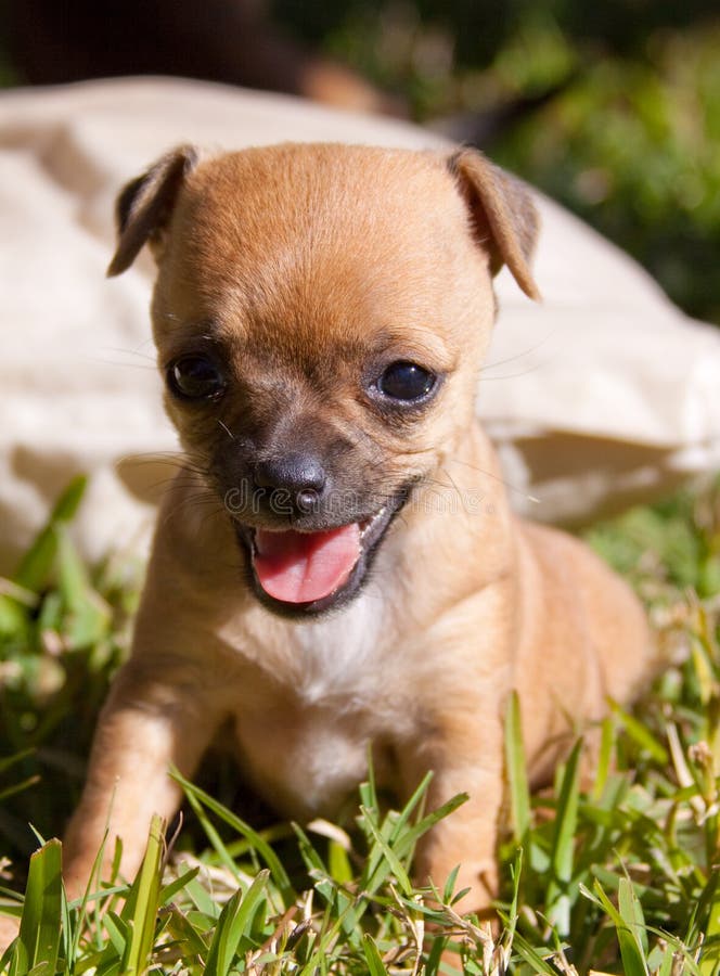 Cute brown young puppy dog playing in the yard. A happy smiling youngster sitting on the grass. Cute brown young puppy dog playing in the yard. A happy smiling youngster sitting on the grass.