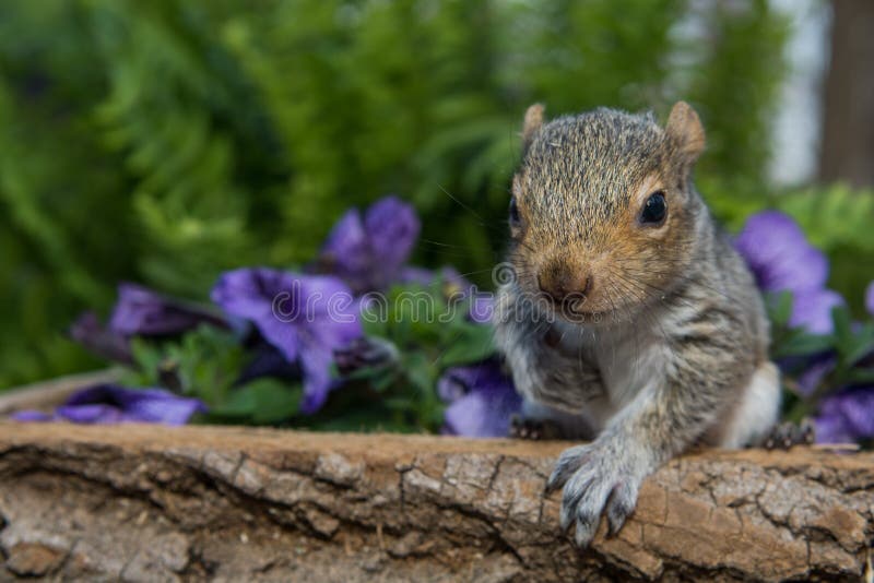 A baby gray squirrel playing in the garden. A baby gray squirrel playing in the garden.