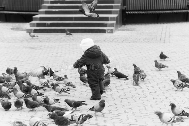 Bebê que persegue pombos no quadrado de cidade pavimentado foto de stock royalty free