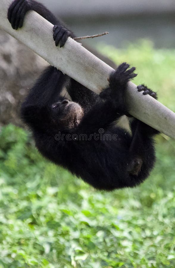 Bebê Siamang Gibbon foto de stock Bebê Siamang Gibbon foto de stock