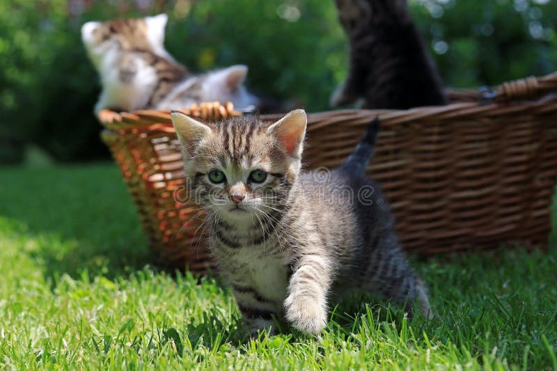 Bebês linchados em uma cesta na grama fotografia de stock