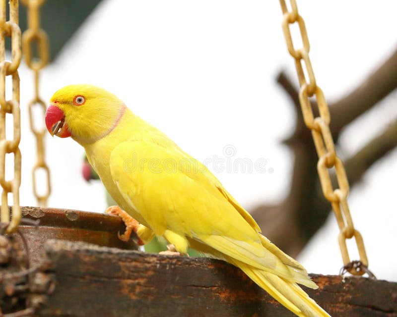 Bec Jaune De Rouge De Perroquet Image Stock Image Du