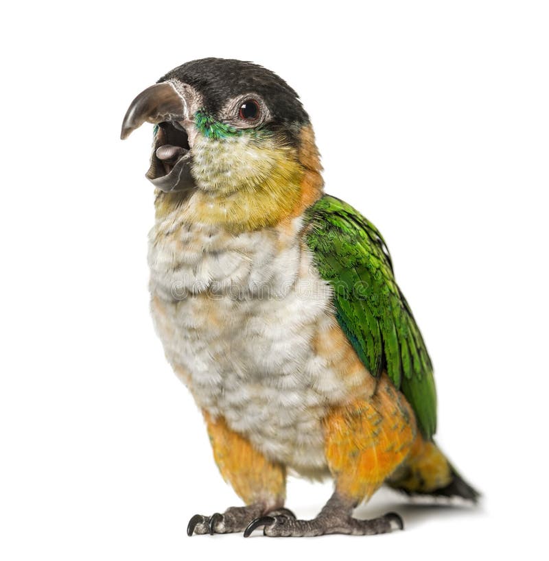 becco Nero-ricoperto di apertura del pappagallo, isolato