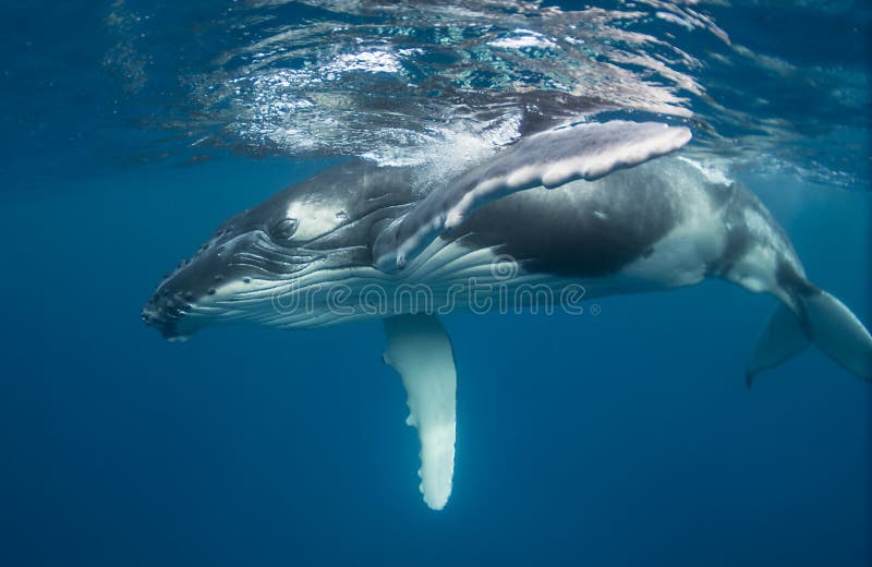 Becerro de la ballena jorobada
