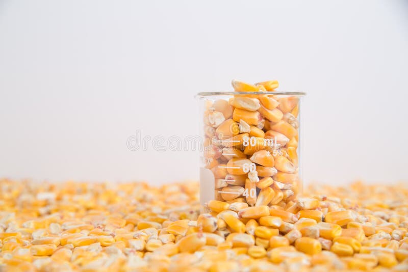 Download Becher De Noyaux De Maïs Se Reposant Dans La Couche De Maïs Image stock - Image du essai, recherche: 76084149