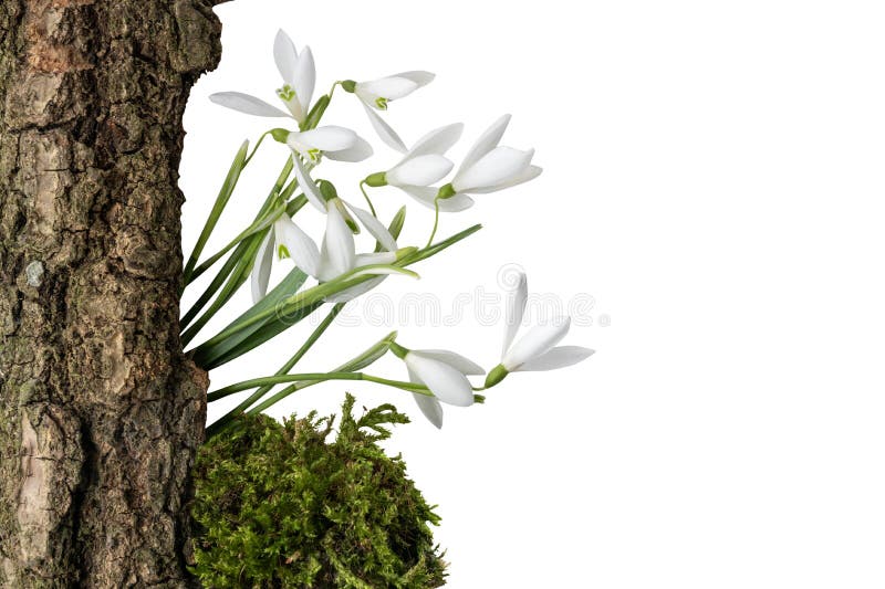 Beckground bianco isolato muschio di bucaneve della corteccia di albero fotografia stock Beckground bianco isolato muschio di bucaneve della corteccia di albero fotografia stock