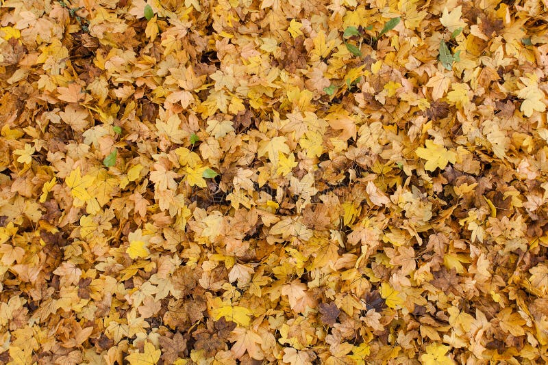 Bed of Leaves stock photo. Image of orange, anything 107398714