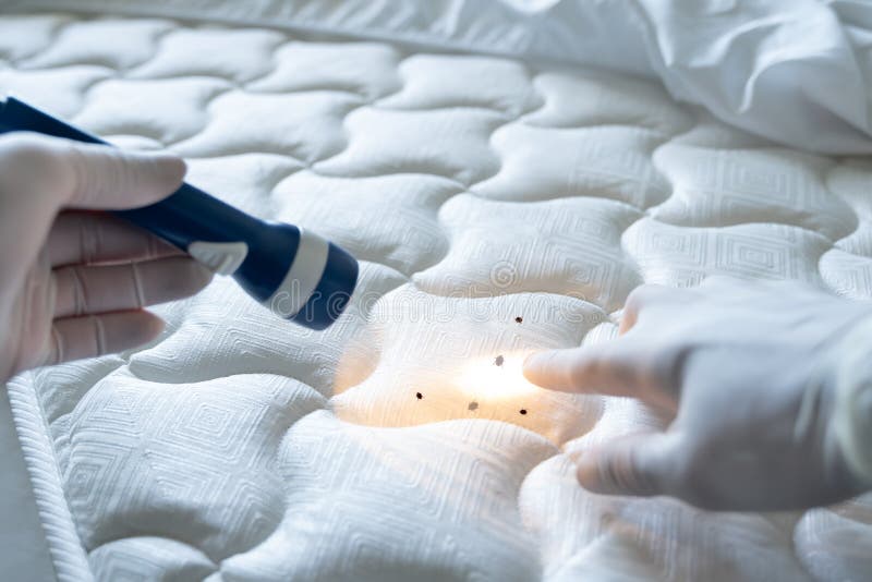 cleaning air mattress bed bugs