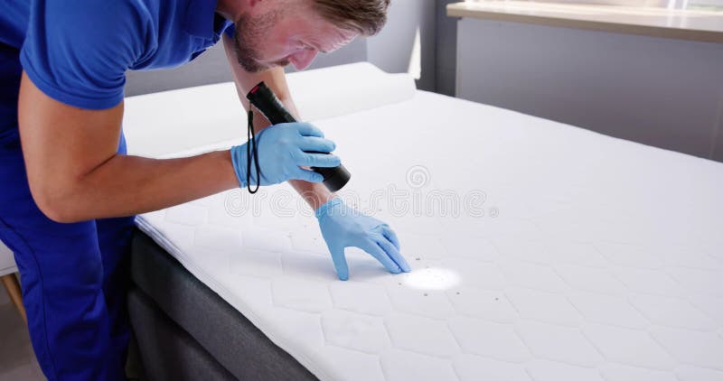 Bedbugs: How to Identify and Prevent an Infestation - WebMD