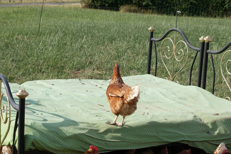 Unique and Unique Chickens of Brema Breed Stock Photo Image of