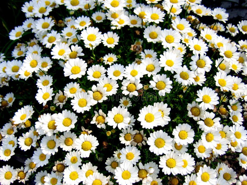 Bed of Daisies