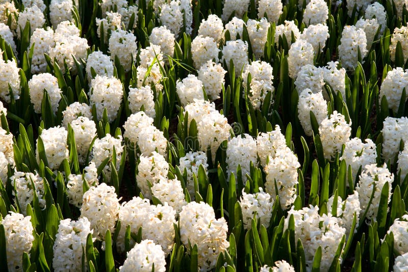 Bed of Hyacinths in Sunlight Stock Image Image of outdoors, floral