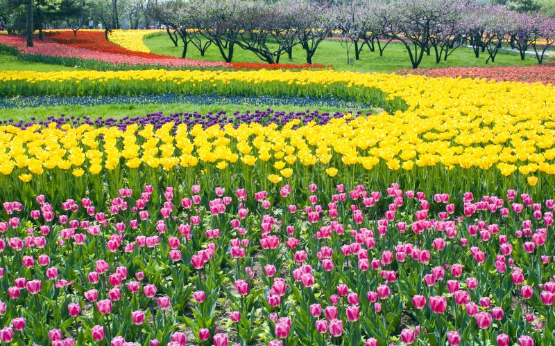 Bed of Multicolored tulips