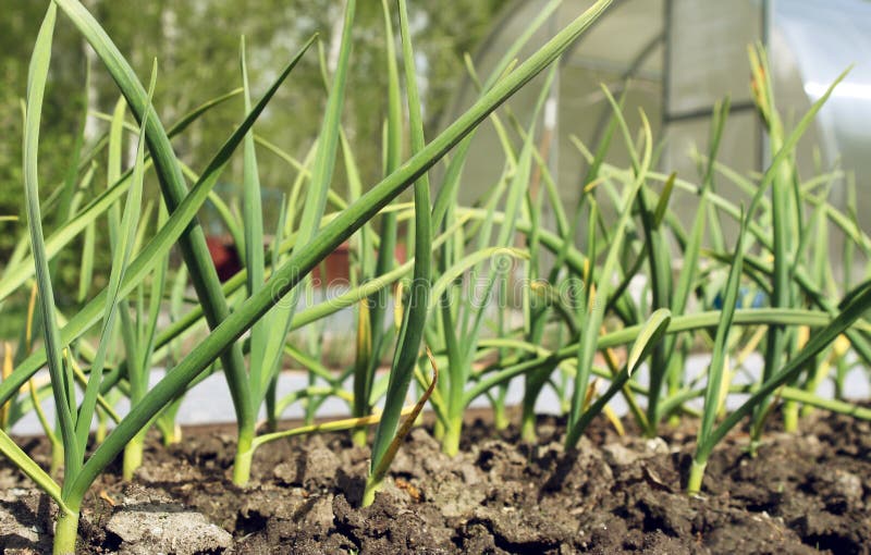 The bed of onion stock photo. Image of earth, fresh, bulb 73289458