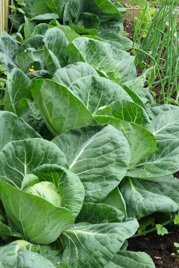 Bed with organic cabbage