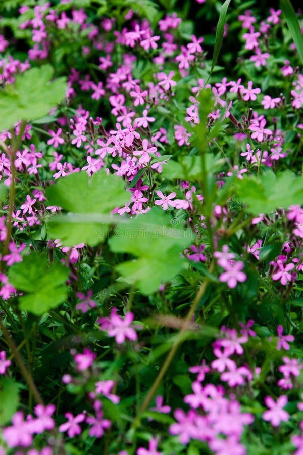 Bed of pink flowers