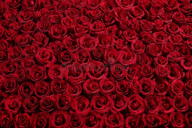 Un letto di rose rosse.